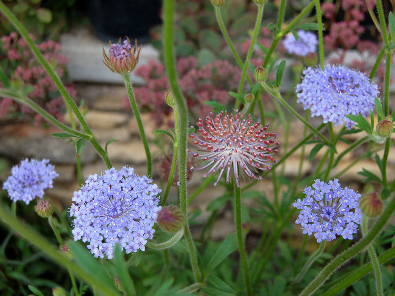 blue lace flower seeds Organic Blue Lace Flower Seeds for Planting – Heirloom, Non-GMO, High – Neeraseeds