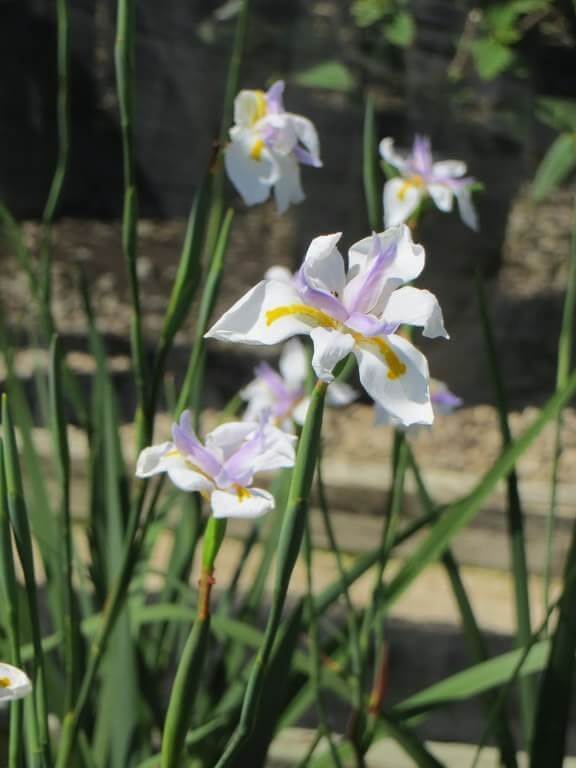 Heirloom Iridioides Flower Seeds, Non-GMO Hardy Perennial Blooms for Garden Planting