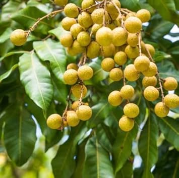 Dimocarpus Fruit Seeds for Planting