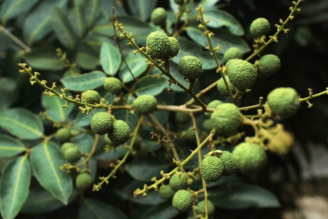 Dimocarpus Fruit Seeds for Planting