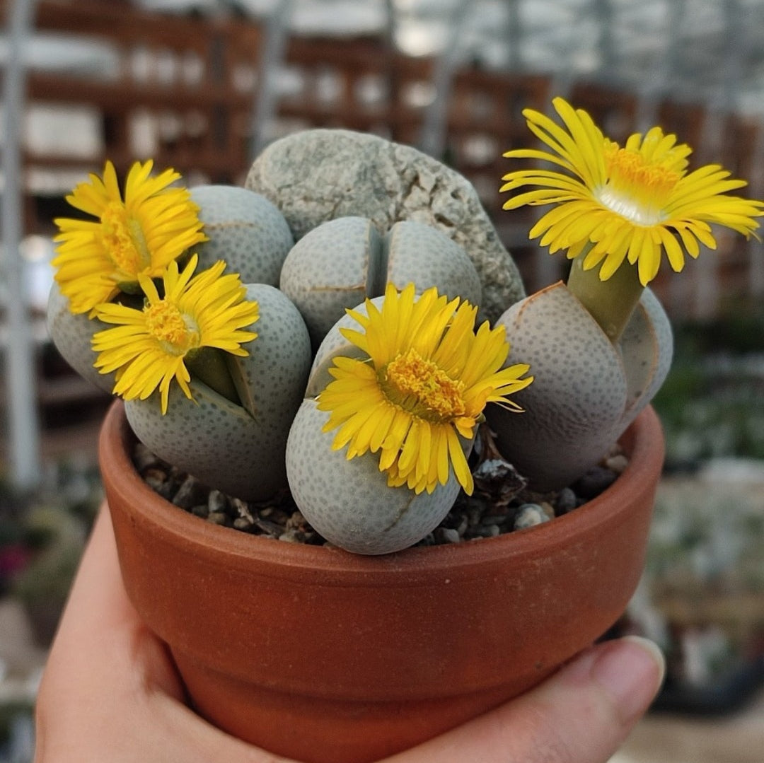 Organic Heirloom Non-GMO Dinteranthus Seeds for Planting – Succulent Rock Garden