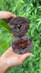 Diospyros Digyna Chocolate Pudding Fruit Seeds