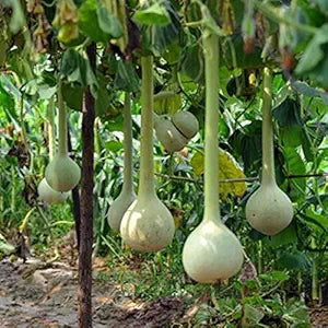 Dipper Gourd Vegetable Seeds for Planting