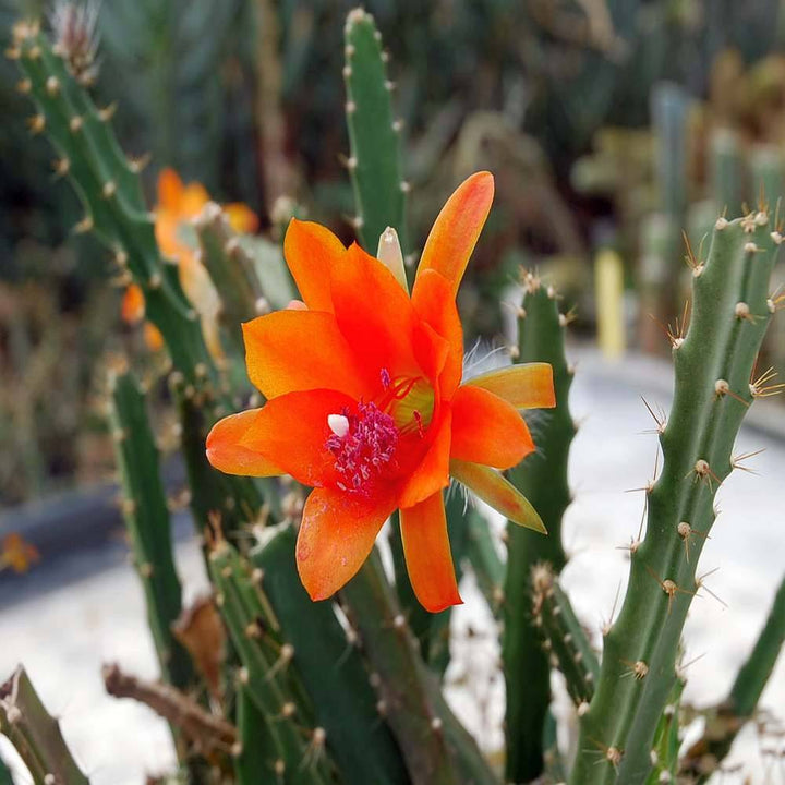 Orange Nopalxochia Flower Seeds for Planting – Heirloom, Non-GMO, High Germination Organic Garden Seeds