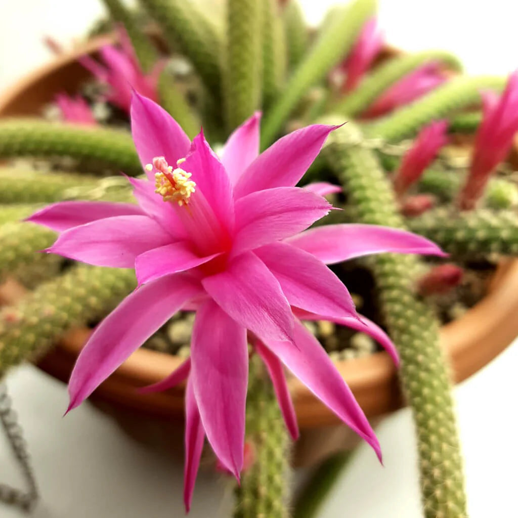 pink organic flower seeds