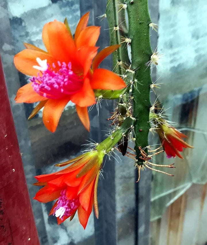 Orange Nopalxochia Flower Seeds for Planting – Heirloom, Non-GMO, High Germination Organic Garden Seeds