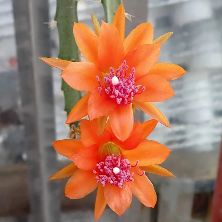 Orange Nopalxochia Flower Seeds for Planting – Heirloom, Non-GMO, High Germination Organic Garden Seeds