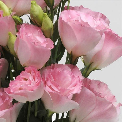 Light Pink Eustoma (Lisianthus) Flower Seeds for Planting - Heirloom, NON-GMO Seeds
