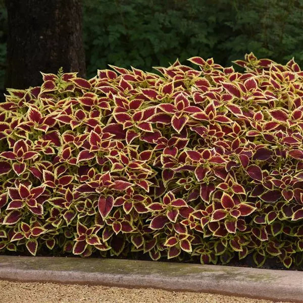 Heirloom Coleus Sun Crimson Gold Flowering Seeds for Planting – Non-GMO, High Germination Organic Garden Seeds