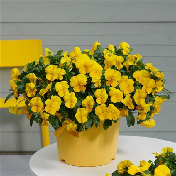 heirloom trailing flower seeds