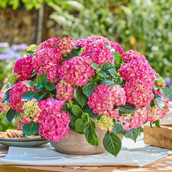 common hydrangea flower seeds