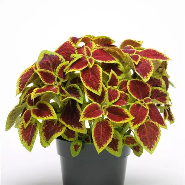 Heirloom Coleus Sun Crimson Gold Flowering Seeds for Planting – Non-GMO, High Germination Organic Garden Seeds