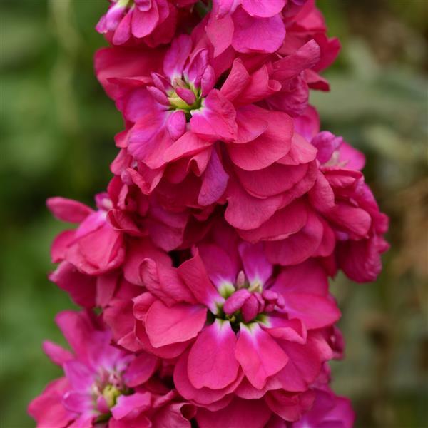 Organic Heirloom Non-GMO Matthiola Incana Seeds for Planting – Vibrant Garden Blooms