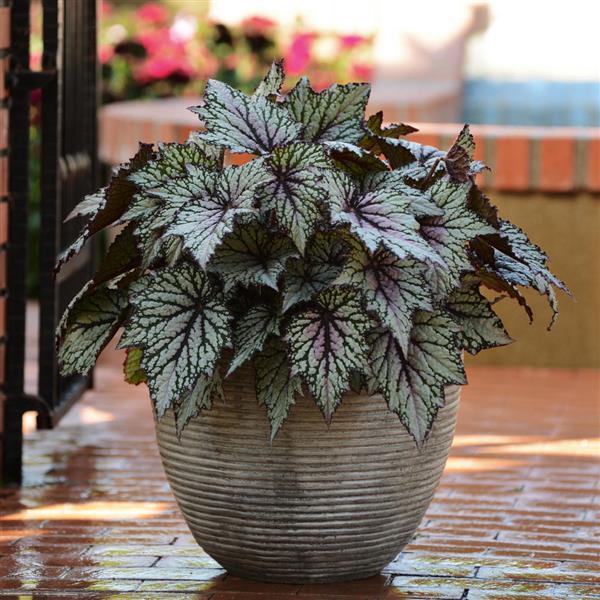 begonia begonia flower seeds