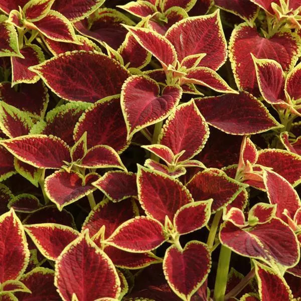 Heirloom Coleus Sun Crimson Gold Flowering Seeds for Planting – Non-GMO, High Germination Organic Garden Seeds