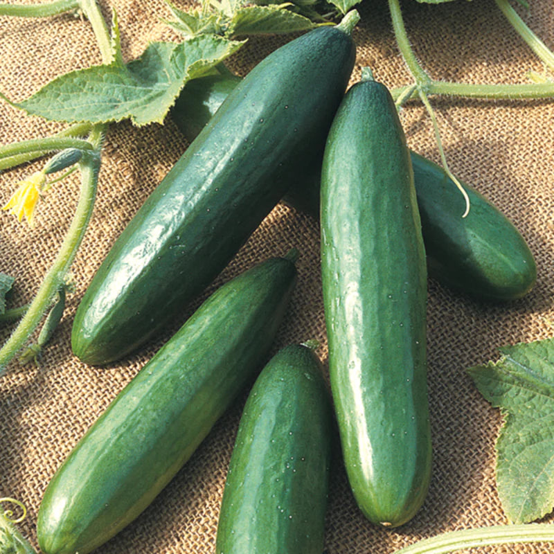 Organic Mini La Diva Cucumber Seeds, Vegetable Seeds for Planting