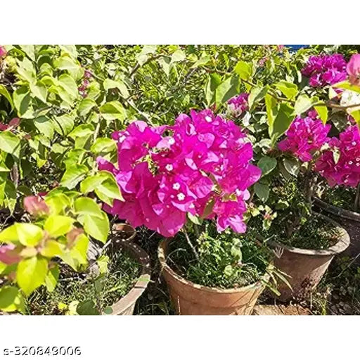 Pink Bougainvillea Plant Seeds for Planting – 100 pcs