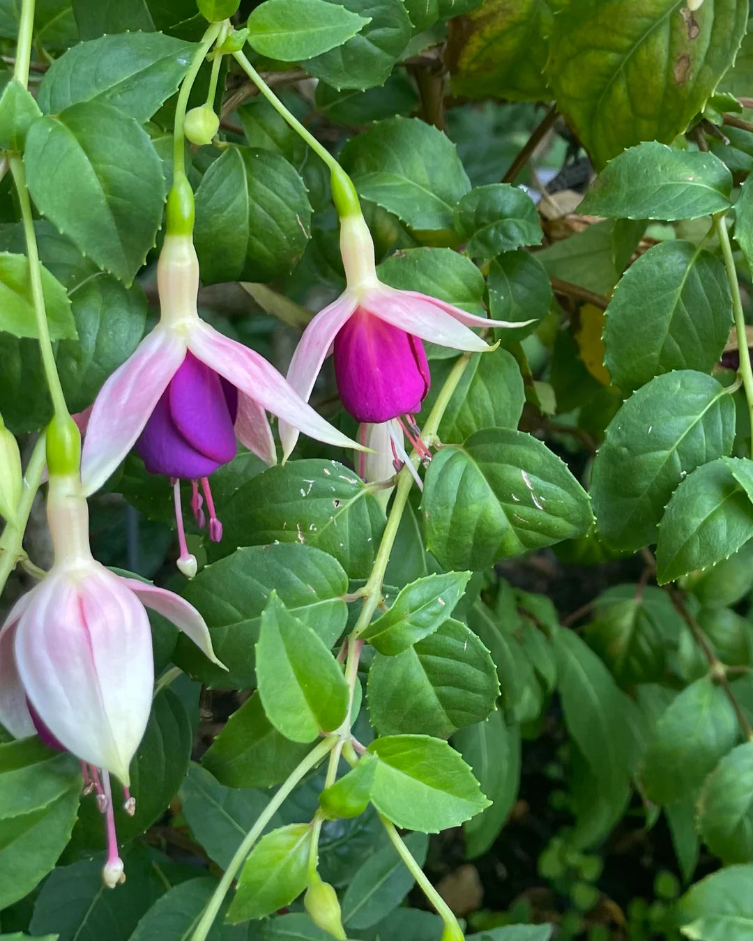 Fuchsia Blomsterfrø til Plantning Lilla Hvid 100 stk