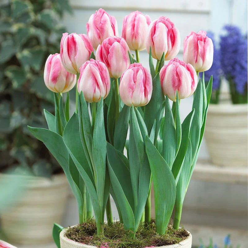 Hvide Pink Tulipan Blomsterfrø til Have - 100 stk