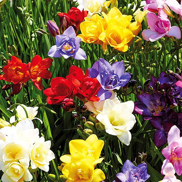 Multi Freesia Flower Seeds for Planting, Fresh, 100 pcs