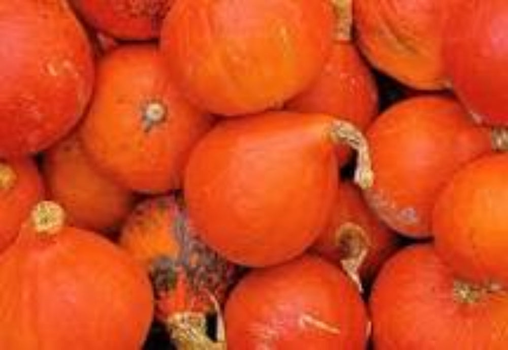 Hokkaido Pumpkin Red Kuri Vegetable Seeds for Planting - Organic