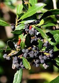 Myrica californica Bayberry Fruit Seeds for Planting - Heirllom and Non-GMO Seeds for Home Garden