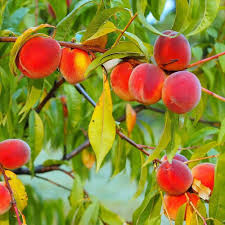 Red Haven Peach Fruit Seeds for Planting - Grow Juicy and Flavorful Peaches in Your Garden, Heirloom Seeds