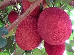 Red Jackfruit Fruit Seeds for Planting -Sweet Tropical Tree for Your Garden, GMO Free Seeds