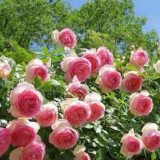 Pink Lonza Gemstone Flower Seeds for Planting Non-GMO Heirloom Garden Seeds for Growing