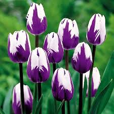 Violet White Tulip Flower Seeds for Garden – Heirloom, Non-GMO, Colorful Blooms