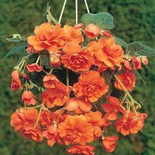 Gloxinia Flower Seeds Orange for Planting - 100 pcs