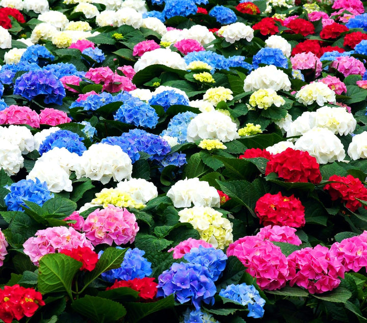 Hydrangea Flower Seeds for Planting ,Heirloom Seeds -100 pcs