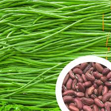 Yardlong Bean Seeds for Planting – High Yield, Fast Growing, Organic Vegetable Seeds