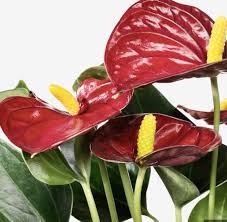 Maroon Anthurium Linden Blomsterfrø til udplantning - 100 stk