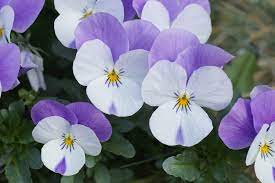 Purple White  Viola Flower Seeds for Planting 100 pcs