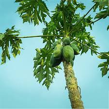 Carica Papaya træfrø - 100 stk, dyrk dine egne søde papaya træer 100 stk