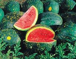 Moon and Stars Watermelon Fruit Seeds for Planting - A Unique, Sweet, and Refreshing Watermelon