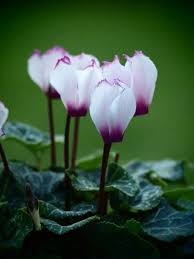 Purple White Cyclamen Flower Seeds for Planting - 100 pcs