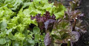 Mixed Lettuce Vegetable Seeds for Planting, heirloom & Non-GMO Seeds