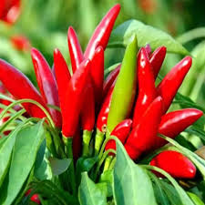 Thai Dragon Chili Peberfrø til udplantning, 100 stk