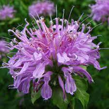 Purple Bee Balm / Bergamot (Monarda fistulosa) Flower Seeds for Planting - Heirloom garden seeds