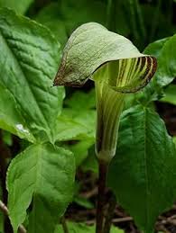 Grøn Arisaema Triphyllum Plantning af frø til have 100 stk