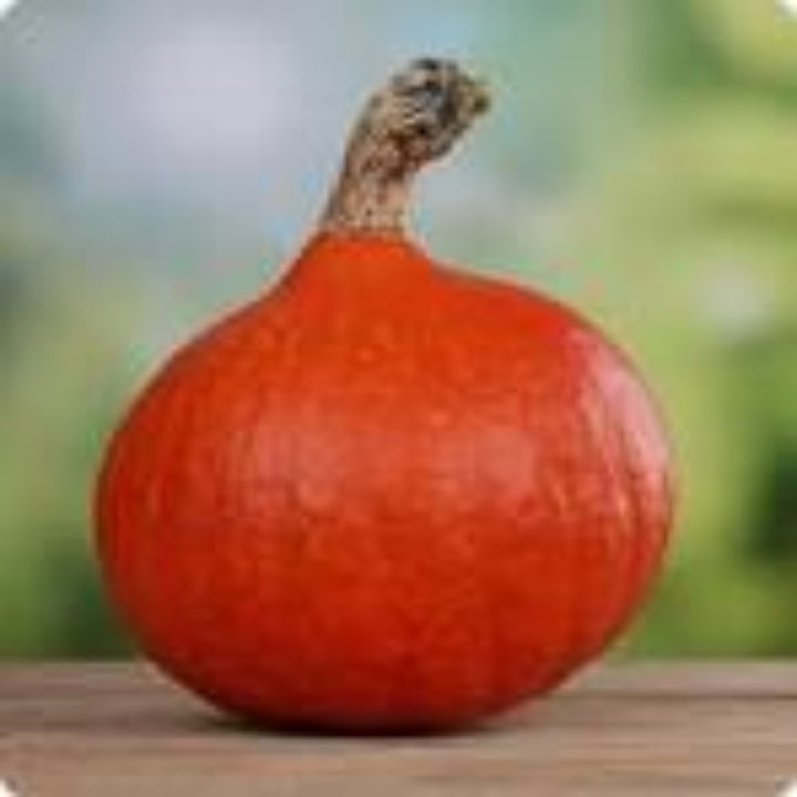 Hokkaido Pumpkin Red Kuri Vegetable Seeds for Planting - Organic