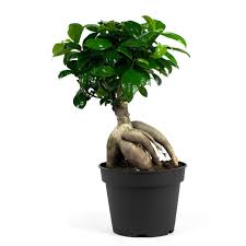 Ficus Microcarpa Tree Seeds – Grow Your Own Indoor/Outdoor Bonsai Banyan Tree