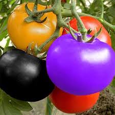 Heirloom Rainbow Tomato Vegetable Seeds for Planting – Non-GMO, Organic Garden Seeds with High Germination