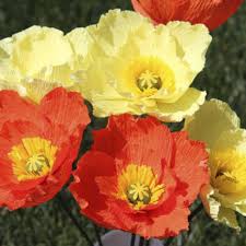 Heirloom Nudicaule Iceland Poppy Mix Flower Seeds for planting -Non-GMO Garden Seeds