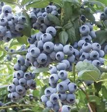 Giant Blueberry Fruit Seeds for Planting - Larger and Sweeter Berries for Berry Lovers, Heirloom Seeds