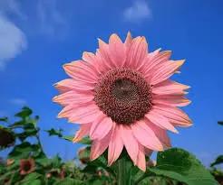 pink bright flower seeds