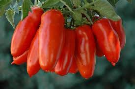 Red San Marzano Tomato Seeds for Planting Red Yellow