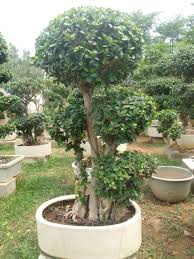 Ficus Microcarpa Tree Seeds – Grow Your Own Indoor/Outdoor Bonsai Banyan Tree